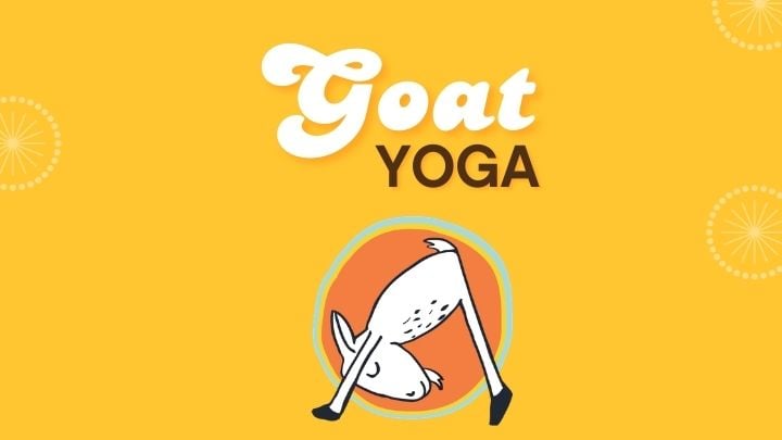 Goat Yoga @ The Garland